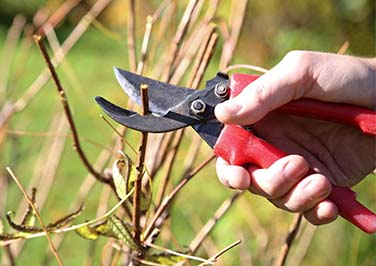 How to Prune a Shrub