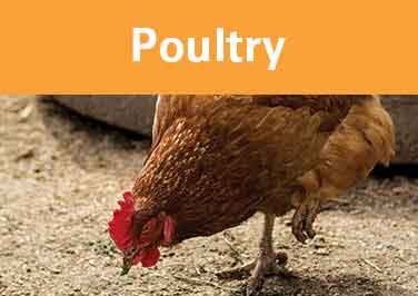 Poultry Feed