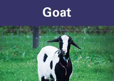 Goat Feed