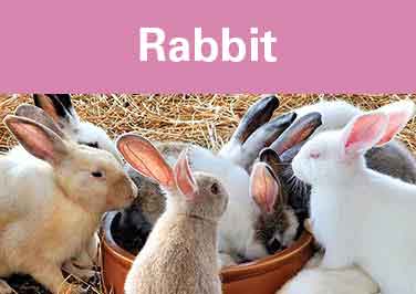 Rabbit Feed