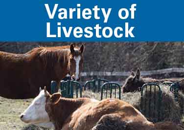 All Species Livestock Feed