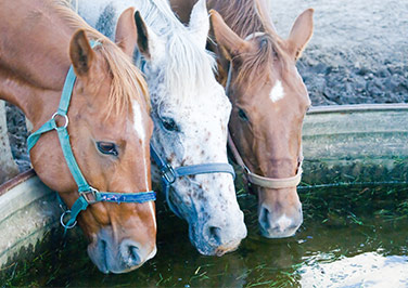 Livestock Feeding Equipment