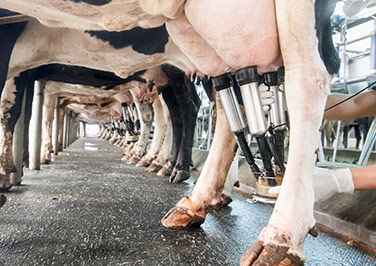 Dairy Equipment and Supplies