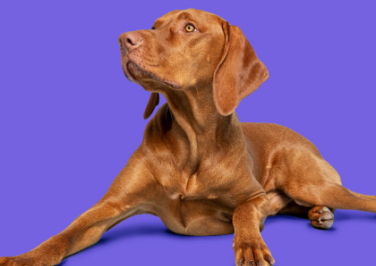 Shop Online Exclusive Dog Supplies