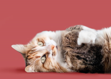 Shop Online Exclusive Cat Supplies!