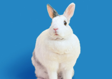 Shop Online Exclusive Small Animal Supplies!