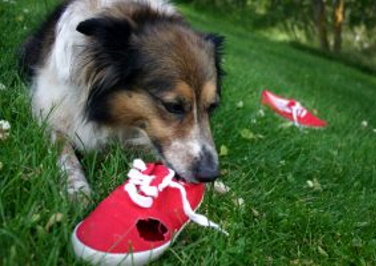 How to Stop Your Dog from Chewing