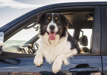 Tackling Your Dog’s Car Anxiety