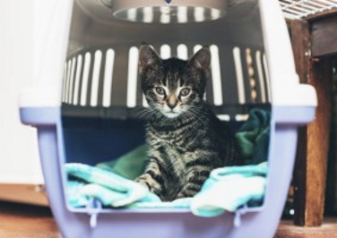 5 Tips for Traveling With Cats