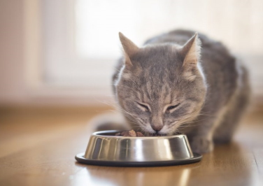 When to Switch from Kitten Food to Cat Food