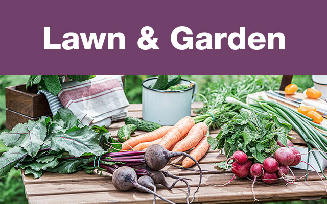 Assortment of fresh vegetable on a wooden table