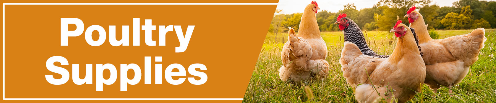 Four chickens standing in grass covered field