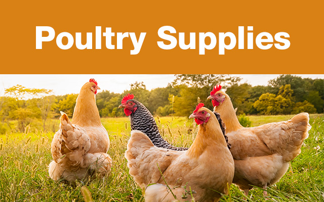 Four chickens standing in grass covered field