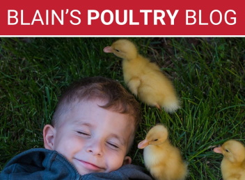 Blain's Poultry Blog