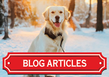Dog Care Articles