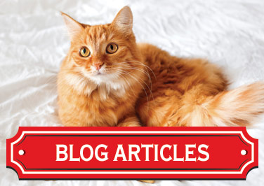 Cat Care Articles