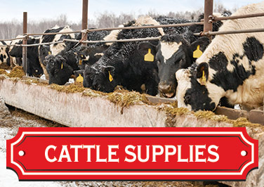 Shop Cattle Supplies at Blain's Farm & Fleet!