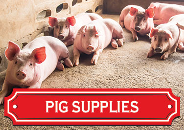 Shop Pig Supplies at Blain's Farm & Fleet!