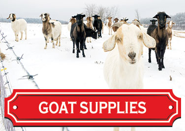 Shop Goat Supplies at Blain's Farm & Fleet!