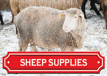 Shop Sheep Supplies at Blain's Farm & Fleet!
