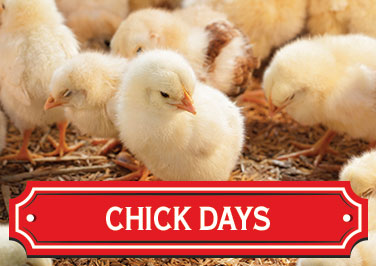 Chick Days at Blain's Farm & Fleet!