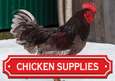 Shop Chicken Supplies at Blain's Farm & Fleet!