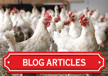 Raising Backyard Chickens Articles