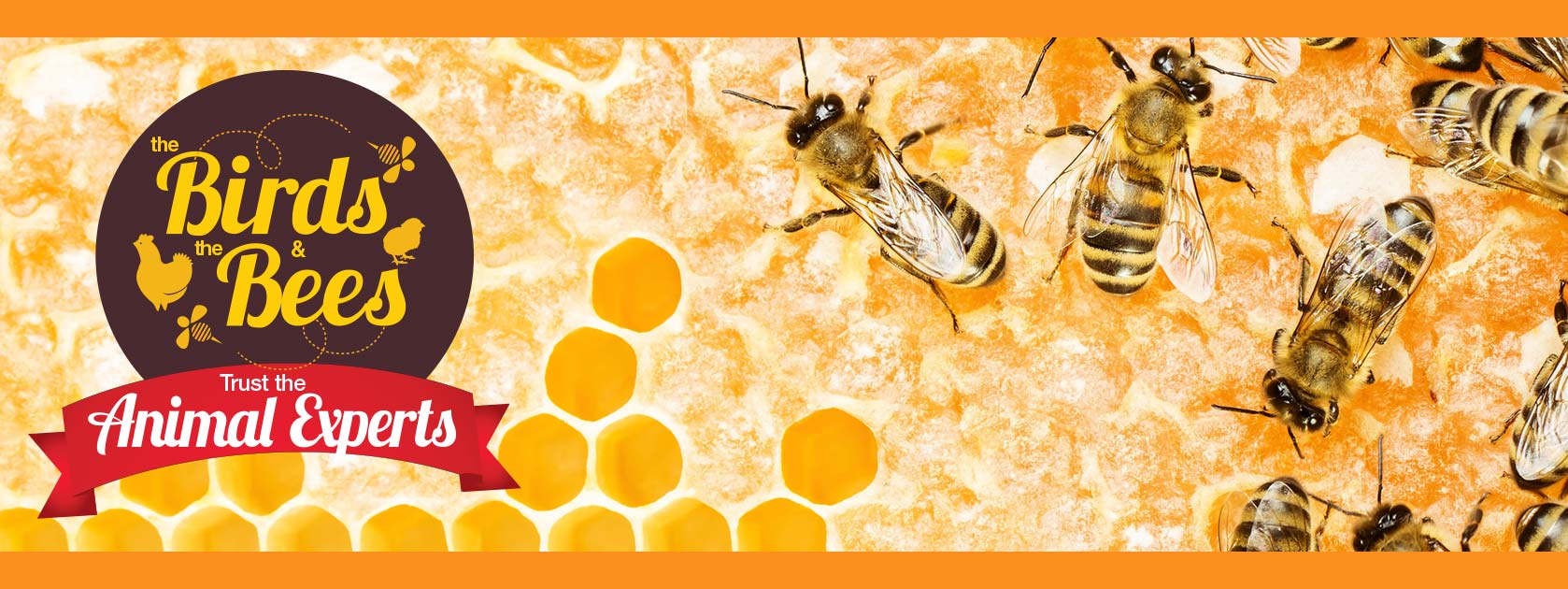 Learn how to start beekeeping and buy great beekeeping products from Blain's Farm & Fleet