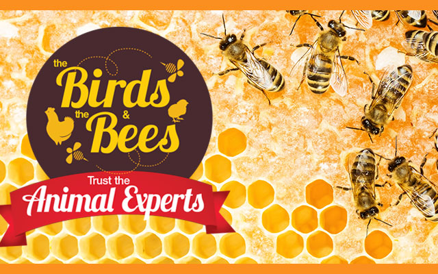 Learn how to start beekeeping and buy great beekeeping products from Blain's Farm & Fleet