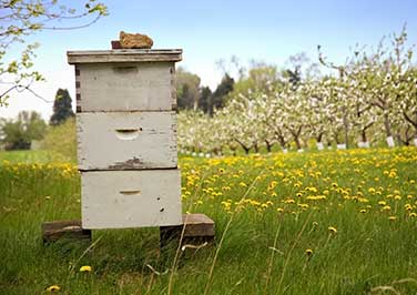 Bee Hives & Frames