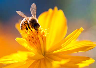 All Beekeeping Supplies