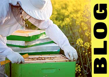 How To Start A New Bee Colony