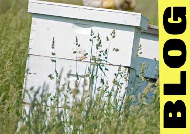 Langstroth Hive for Beekeepers