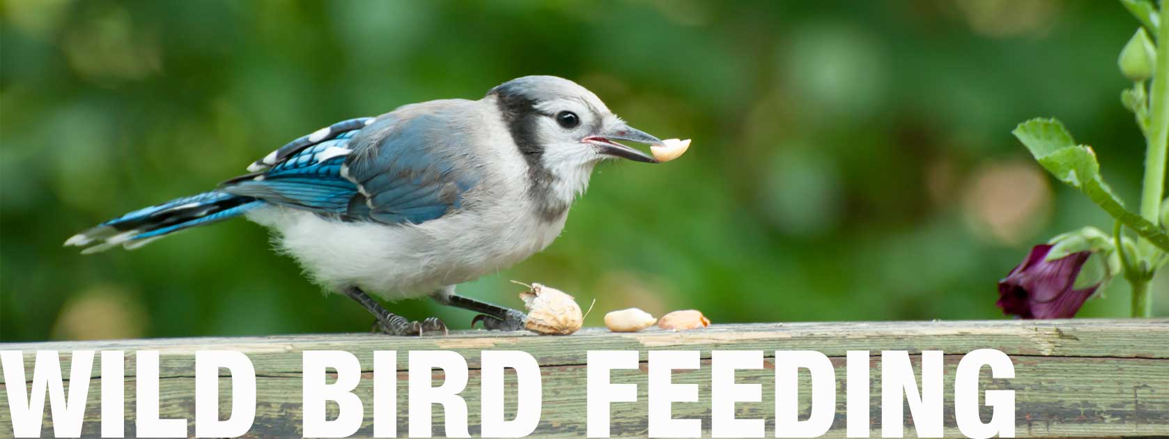 Blue bird eating peanuts