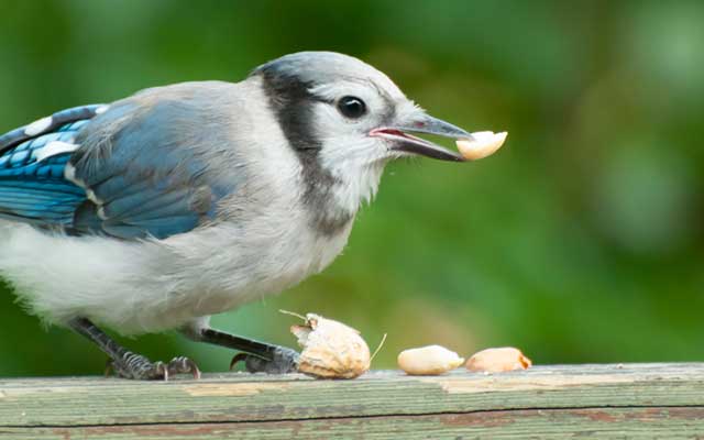 Blue bird eating peanuts