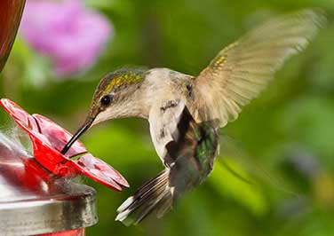 Shop Hummingbird Feeders