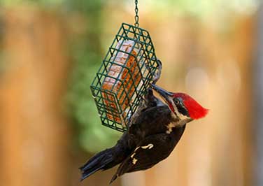 Shop Suet Feeders