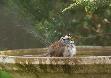 Shop Bird Baths