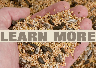 How to know you are getting the best bird seed