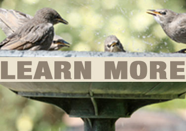 Bird Bath Buying Guide