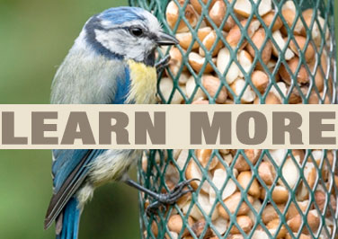 Feeding Birds In Your Backyard