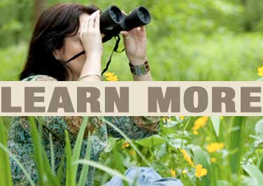 Bird Watching Tips For Beginners