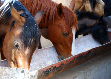 Selecting the Right Horse Feed