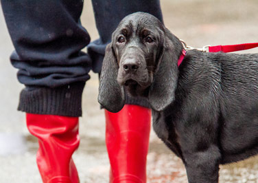 How to Make a Pet Disaster Kit