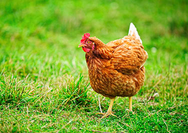 Care and Feeding of Meatbirds