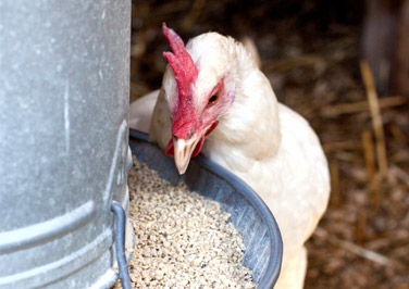 Selecting the Right Chicken Feed
