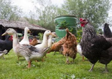Can You House Chickens & Ducks Together?