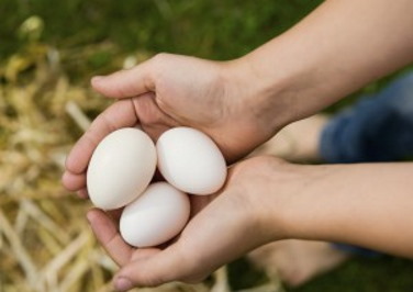 Which Chicken Breeds are Best for Egg Production?
