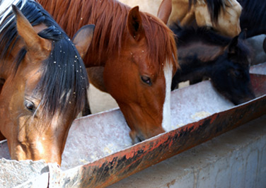 Selecting the Right Horse Feed
