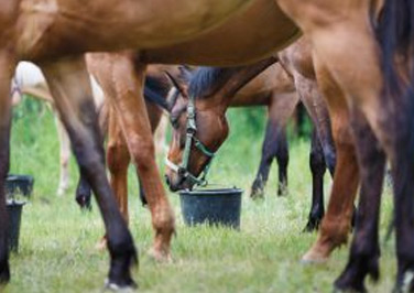 What’s the Shelf Life of Horse Feed?